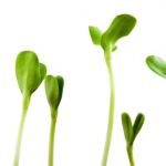 growing-your-nutrition-with-sprouts