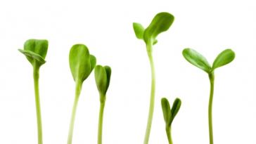 growing-your-nutrition-with-sprouts