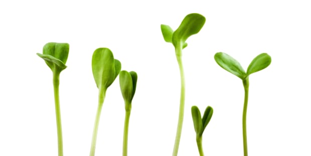 growing-your-nutrition-with-sprouts