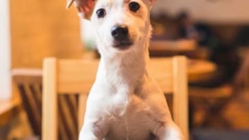 “people-food”-for-dogs