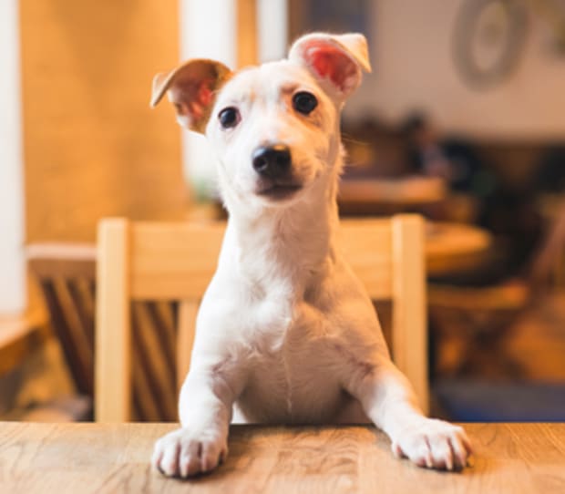 “people-food”-for-dogs