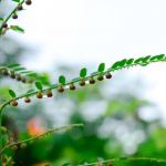 6-reasons-to-try-chanca-piedra,-the-peruvian-stone-breaker