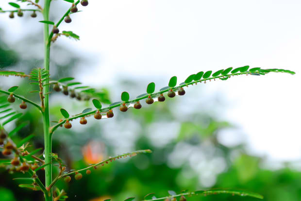 6-reasons-to-try-chanca-piedra,-the-peruvian-stone-breaker