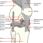 knee diagram