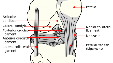 knee diagram