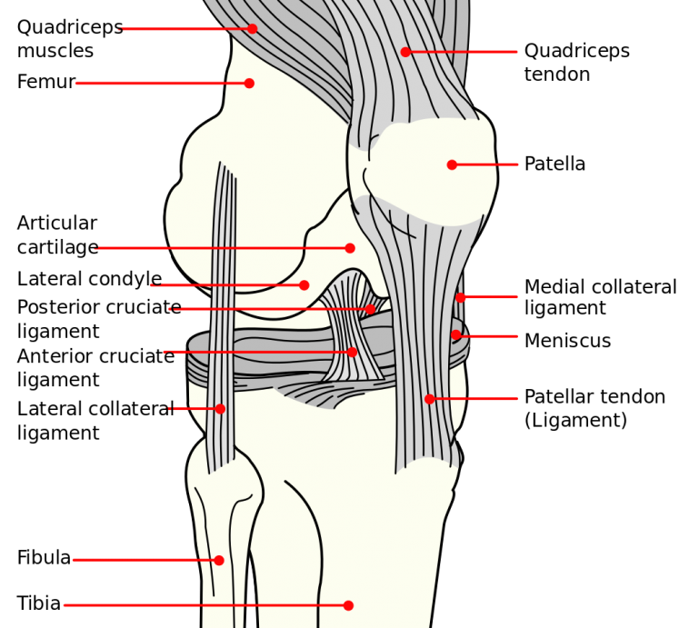 knee diagram