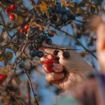 fruit trees
