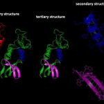 protein folding