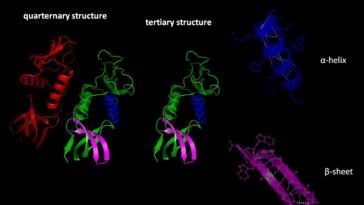 protein folding