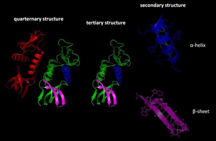 protein folding