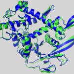 Recombinant Protein Based ELISA