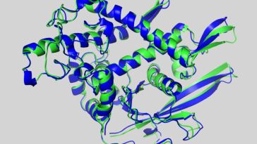 Recombinant Protein Based ELISA