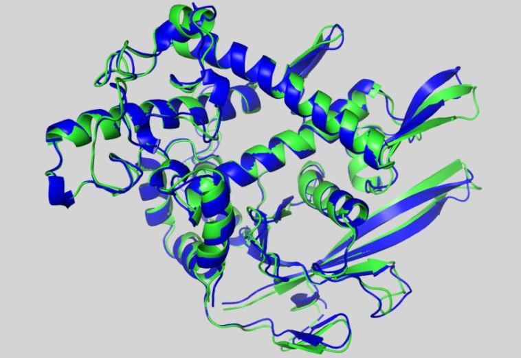 Recombinant Protein Based ELISA