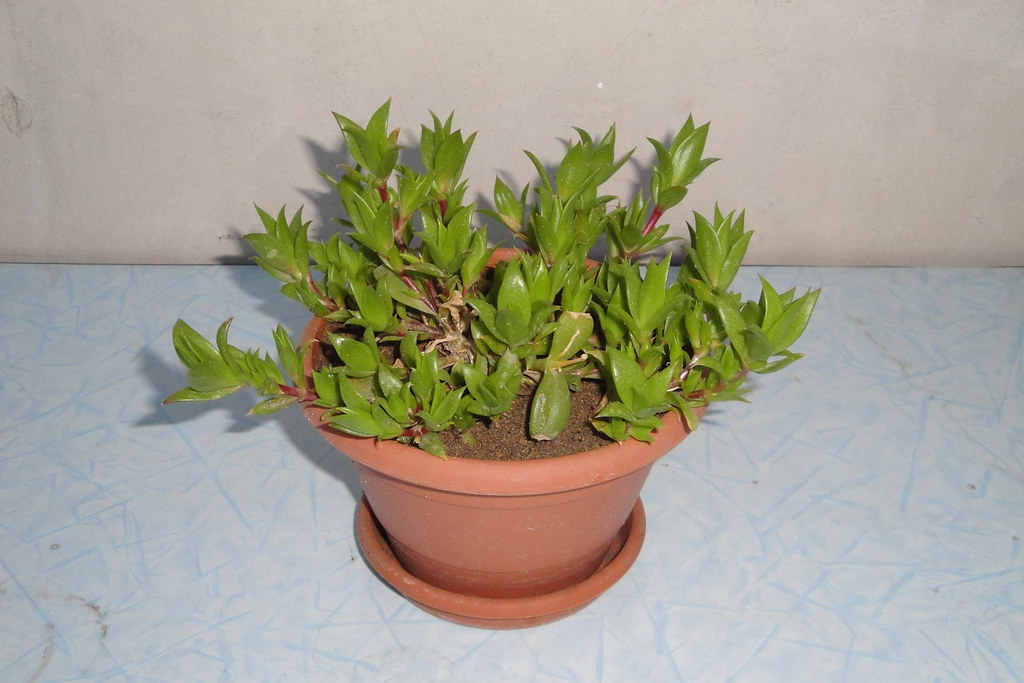 Potted Sceletium tortuosum (kanna) plant